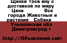 Щенки Тоса-ину с доставкой по миру › Цена ­ 68 000 - Все города Животные и растения » Собаки   . Ульяновская обл.,Димитровград г.